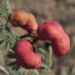 ינבוט השדה: מלאך או שטן?