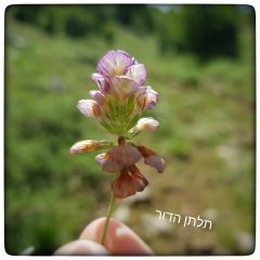 תלתן הדור