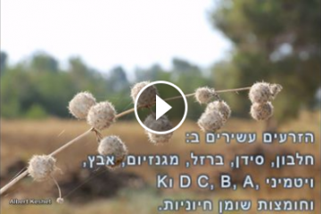 ליקוט זרעי סרפד – לא מה שחשבת