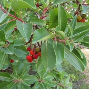 קטלב מצוי - לבריאות מערכת השתן