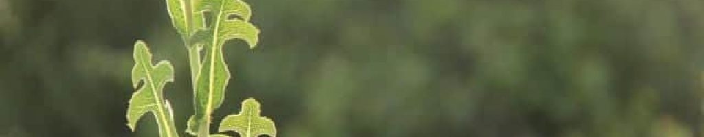 חסת המצפן. צילמה טלי קנימח