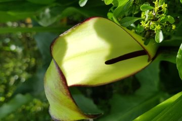 ליקוט לוף – מדור לעיתון אדם צעיר