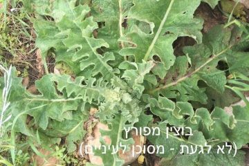 ליקוט בוצין מפורץ והכנת סירופ לשיעול